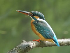 春・スマートなカワセミ♀