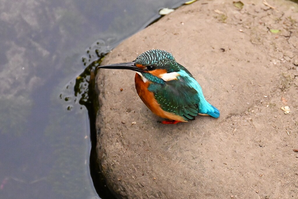 都内S川・石の上のカワセミ♂