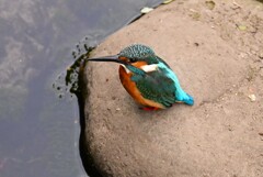 都内S川・石の上のカワセミ♂