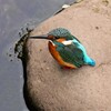 都内S川・石の上のカワセミ♂
