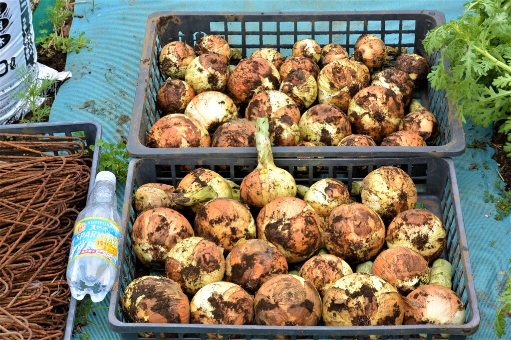 タマネギ今季初収穫