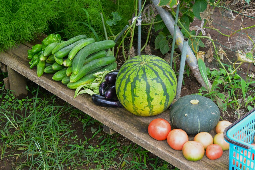 菜園・7月16日の実物収穫