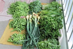 5月7日菜園収穫.
