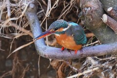 Ｋ川中流域・小エビを捕ったカワセミ♀若