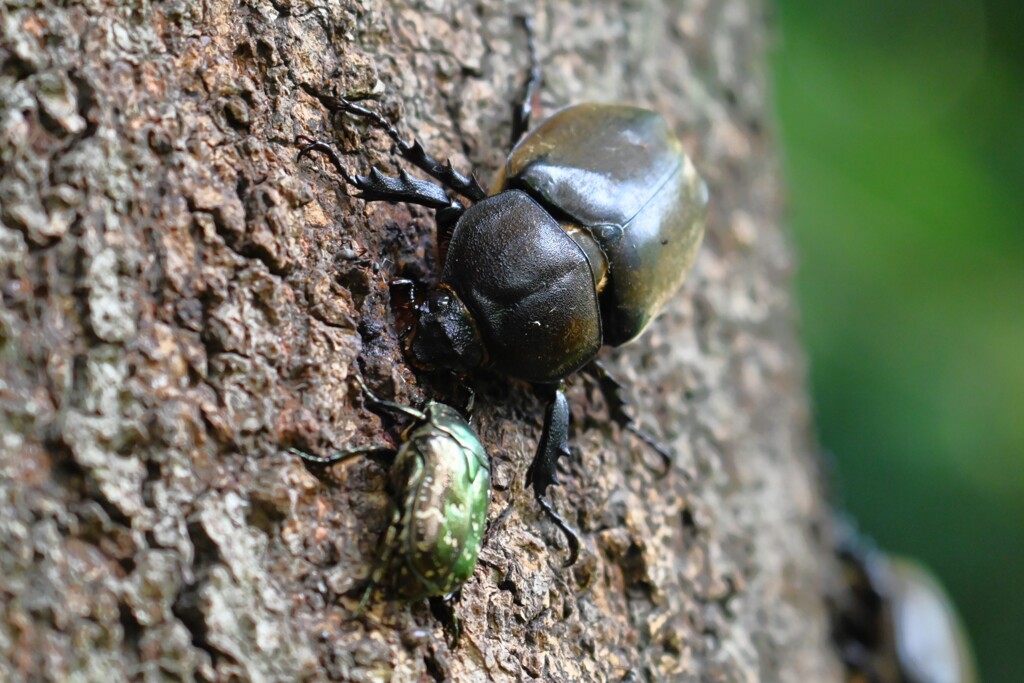 カブトムシ♀対カナブン