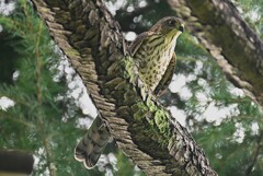 我が家の近所・ツミ若 