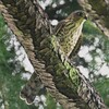 我が家の近所・ツミ若 