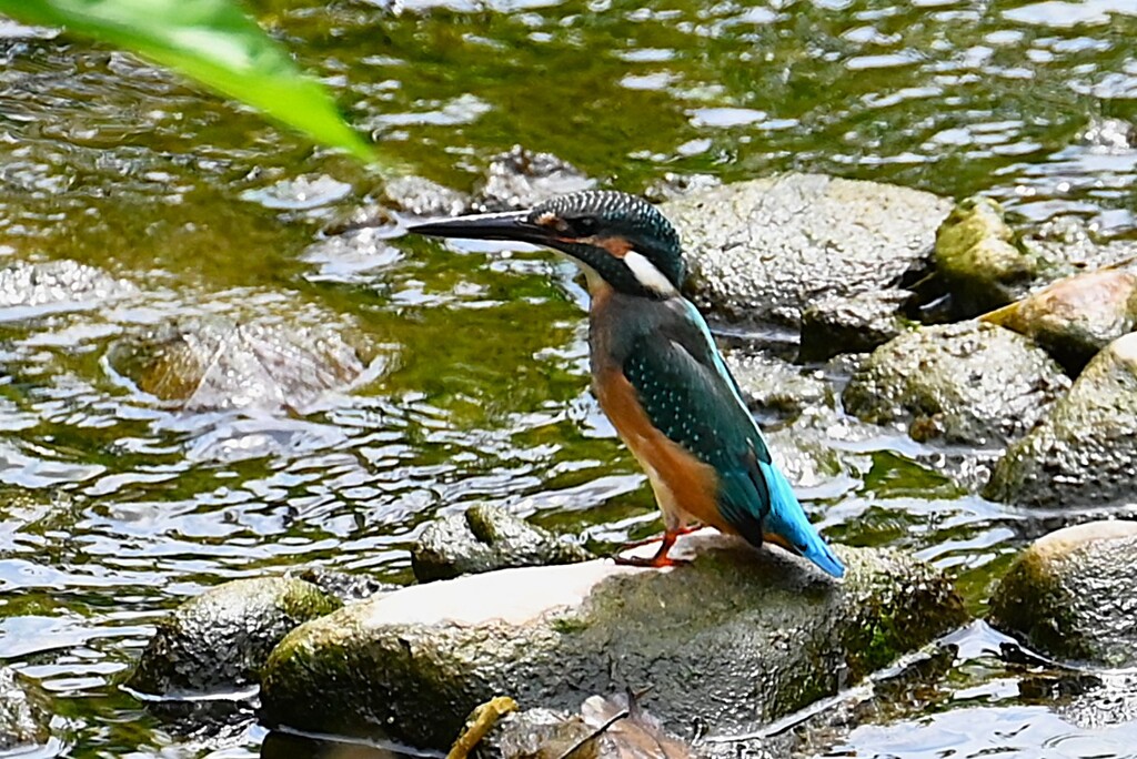 Ｋ川中流域・カワセミ♂若鳥 