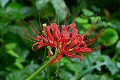 用水路・二つ目のヒガンバナ
