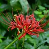 用水路・二つ目のヒガンバナ