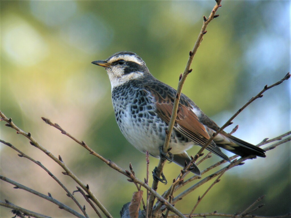 ツグミ