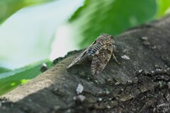 K川沿道・桜の木にニイニイゼミ