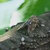 K川沿道・桜の木にニイニイゼミ