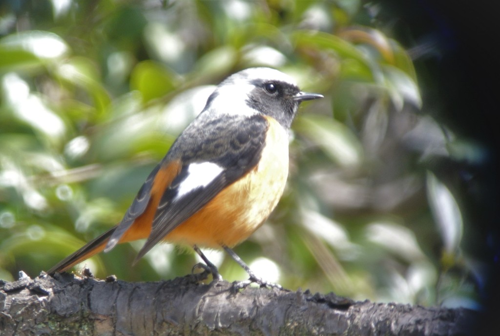 今季2度目のジョウビタキ♂