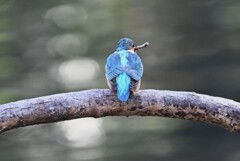 都内公園・カワセミ♂捕食シーン（こっち向いて！）
