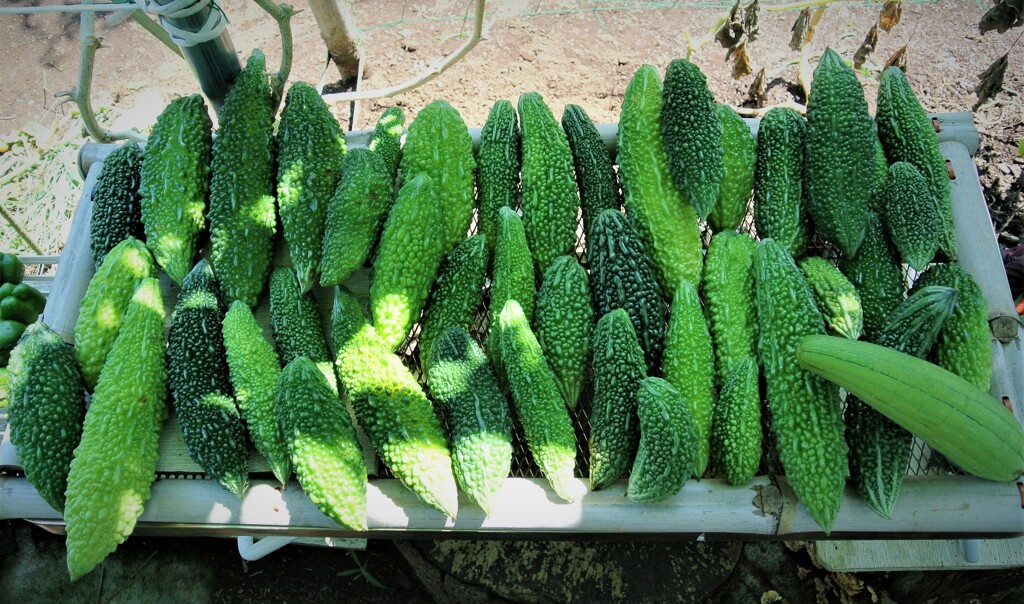 第十二回ゴーヤ43本