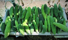 第十二回ゴーヤ43本