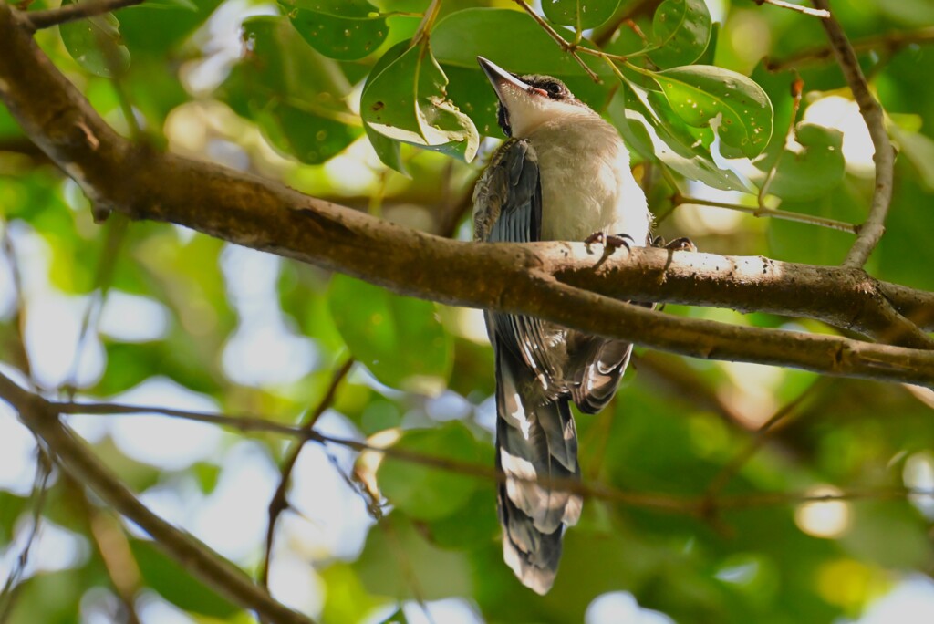 我が家のそばで・オナガ幼鳥