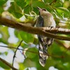 我が家のそばで・オナガ幼鳥