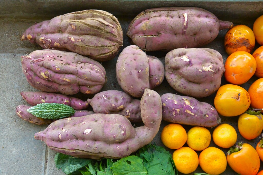 菜園・10月22日サツマイモの収穫