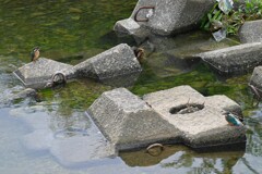 K川・巣立ちびな4羽乱舞..