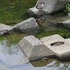 K川・巣立ちびな4羽乱舞..