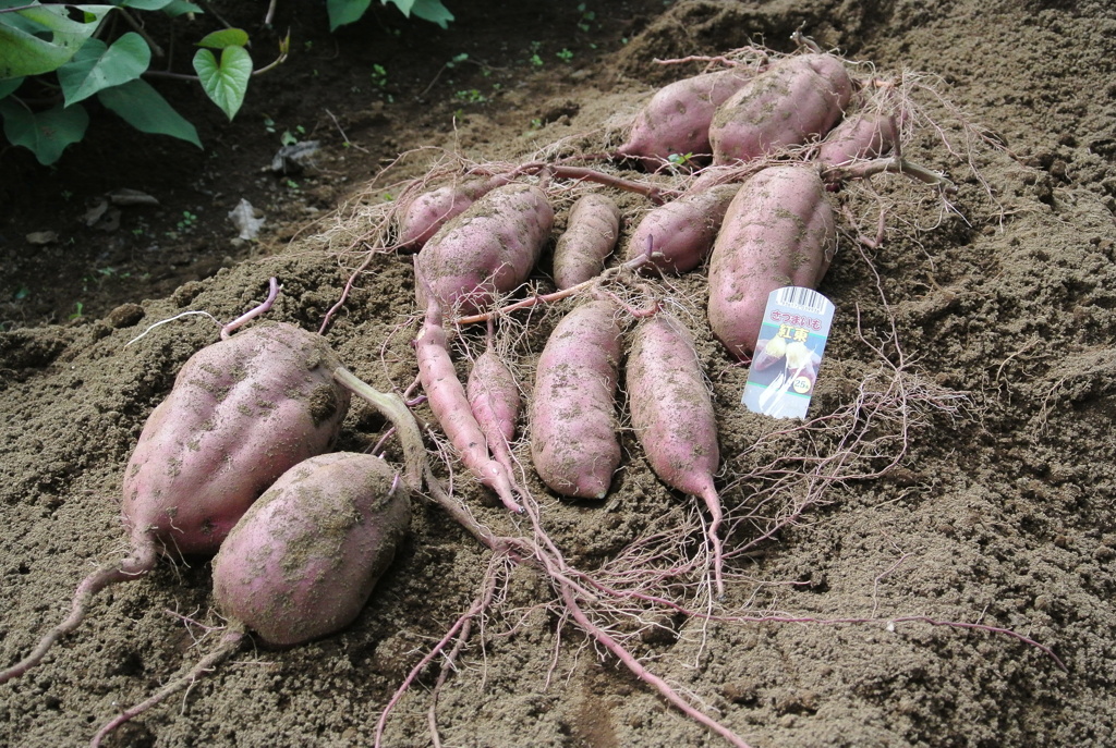 初作付けサツマイモ収穫