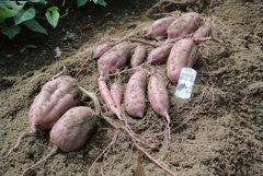 初作付けサツマイモ収穫