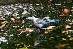 K川・オナガ若鳥の水飲み