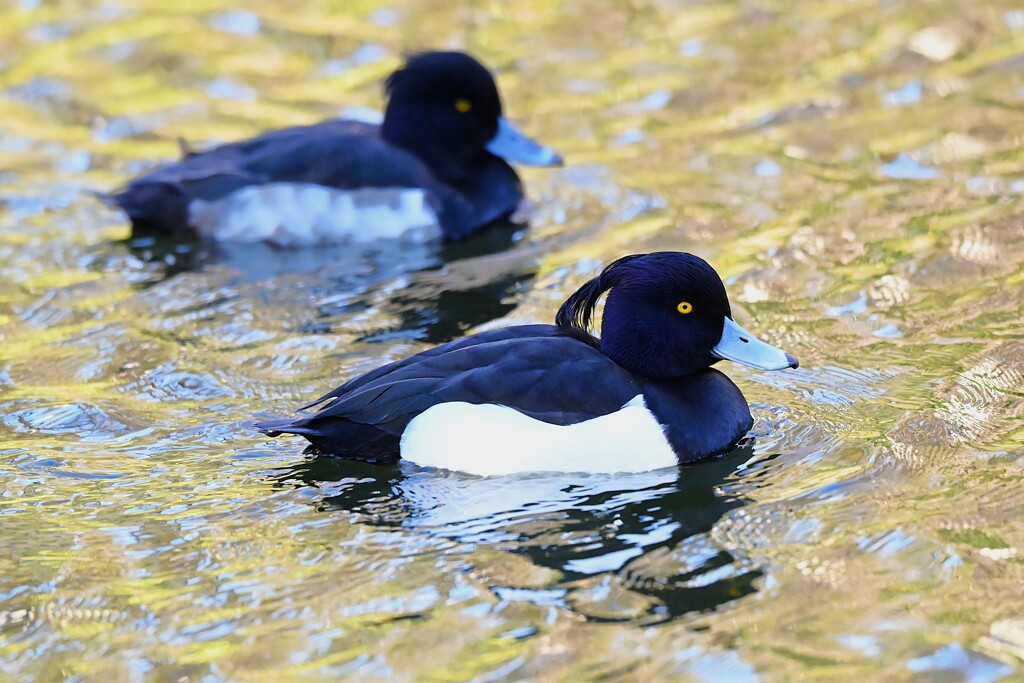 都内公園・キンクロハジロ♂