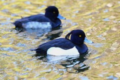 都内公園・キンクロハジロ♂