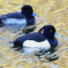 都内公園・キンクロハジロ♂