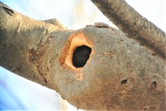 ワカケホンセイインコの巣穴発見