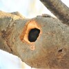 ワカケホンセイインコの巣穴発見