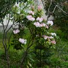 用水路・シャクナゲ