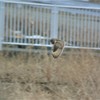デジスコでは難関の飛びもの・コミミズク