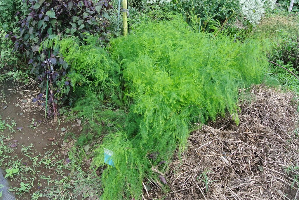 菜園・アスパラ苗