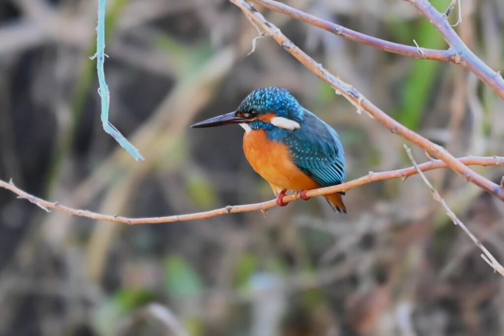 K川下流域・カワセミ♀(？)若鳥