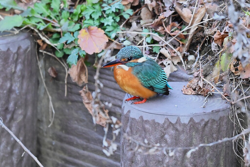 用水路・カワセミ♀若懐かしの擬木止まり