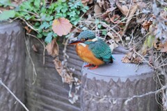 用水路・カワセミ♀若懐かしの擬木止まり