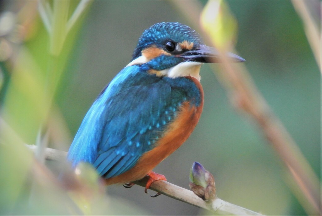 用水路のカワセミ♂