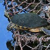 Ｋ川中流域・苔むした大物ミシシッピアカミミガメ甲羅干し