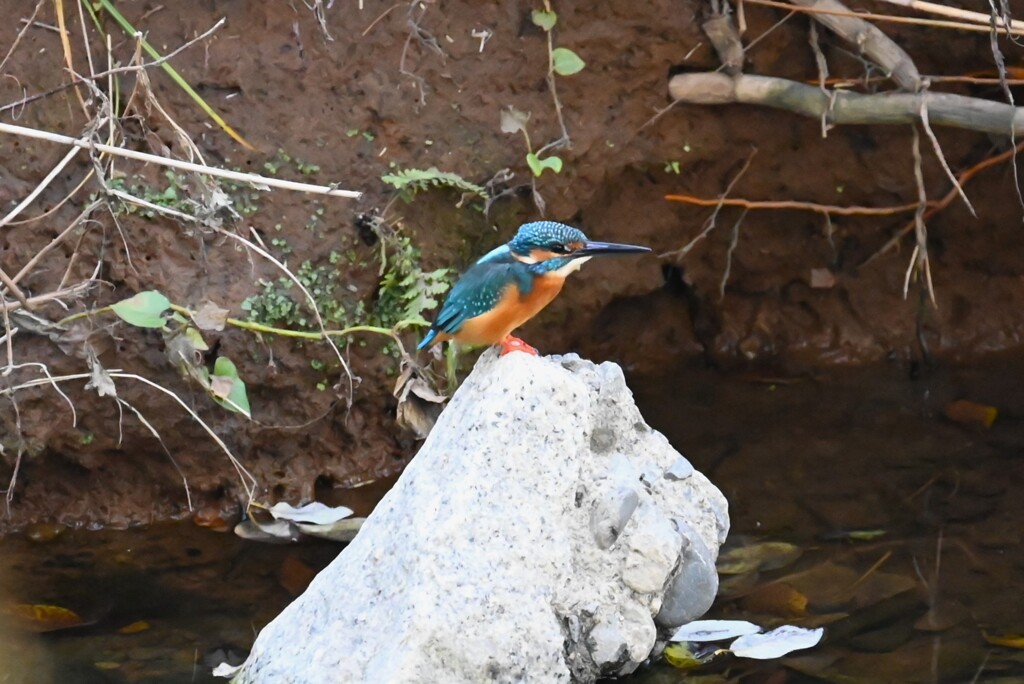 K川・いつものカワセミ♂