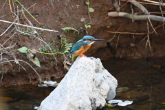 K川・いつものカワセミ♂