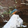 K川・いつものカワセミ♂