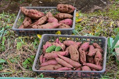 菜園・撮影の合間を縫ってサツマイモ収穫