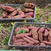 菜園・撮影の合間を縫ってサツマイモ収穫