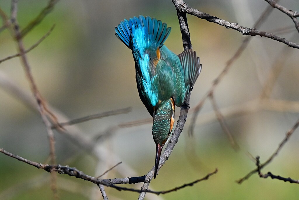 K川中流域・カワセミ♀ダイビング
