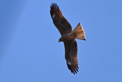 K川中流域・トビ大空を舞う
