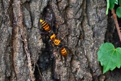 用水路・仲良しコガタスズメバチ